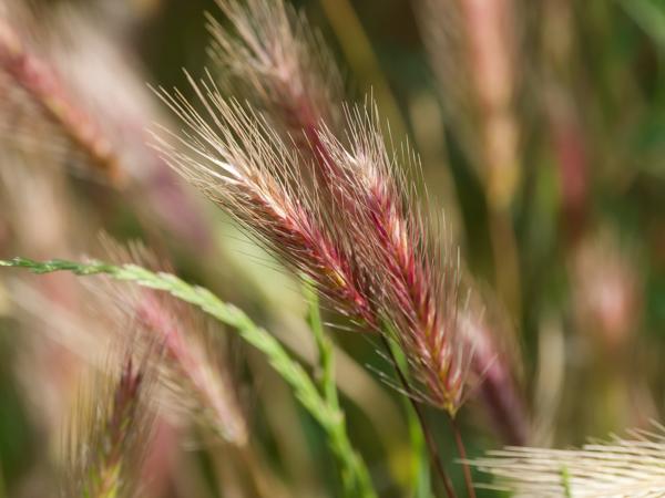 <h3>Hordeum&nbsp;murinum / Wall&nbsp;barley / Kruipertje</h3>OM-1 Mark II met OLYMPUS M.150-400mm F4.5 TC, 1/2000 sec  bij F5.6, ISO 1600, afstand 2.74&nbsp;m